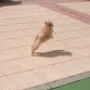 Mira como le gusta correr!!
